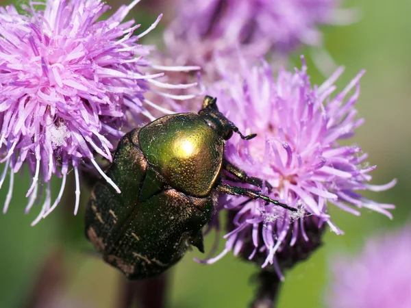 Käfer auf einer Blume — Stockfoto