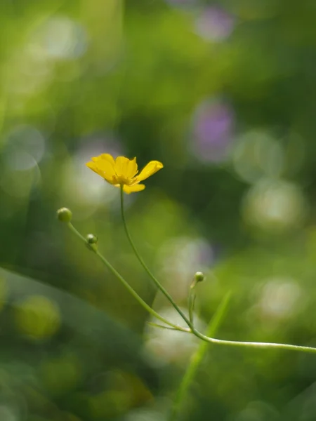 Butterblume — Stockfoto