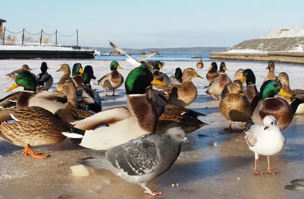 Oiseaux sur le lac en hiver — Photo