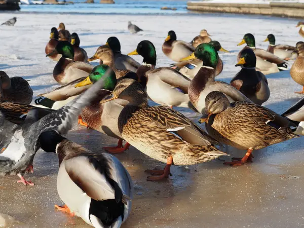 Oiseaux sur le lac en hiver — Photo