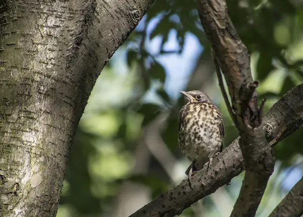 Blackbird na stromě — Stock fotografie