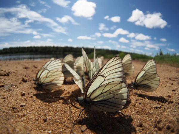 Black-veined White butterflies — Stock Photo, Image