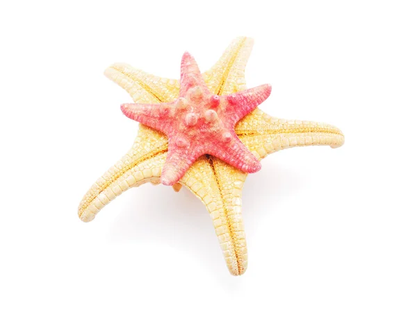 Beyaz arkaplanda denizyıldızı — Stok fotoğraf