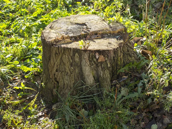 Vieux tronc d'arbre dans la forêt d'épinette — Photo