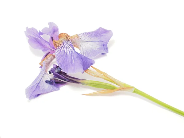 Blauwe iris op een witte achtergrond — Stockfoto