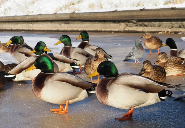 Oiseaux sur le lac en hiver — Photo