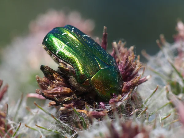 Chafer beetle on a flower — Stock Photo, Image