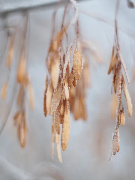 Семена ясеня на ветвях зимой — стоковое фото
