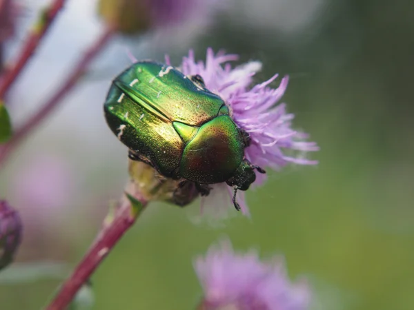 Chafer beetle on a flower — Stock Photo, Image