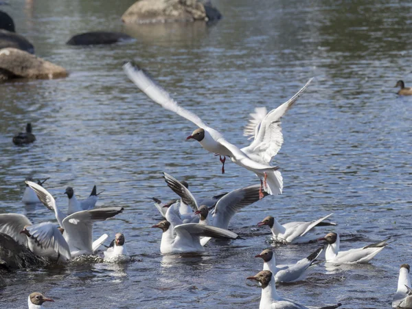 Gaviota — Foto de Stock