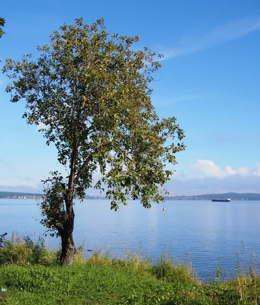 Tree by the lake — Stock Photo, Image