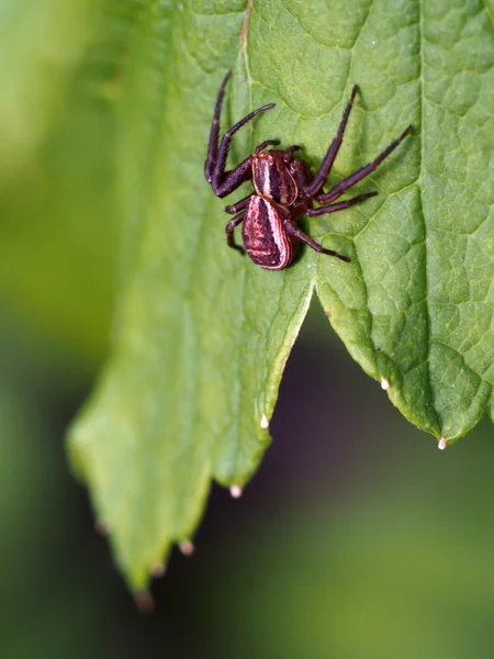 Spinne auf einem Blatt — Stockfoto