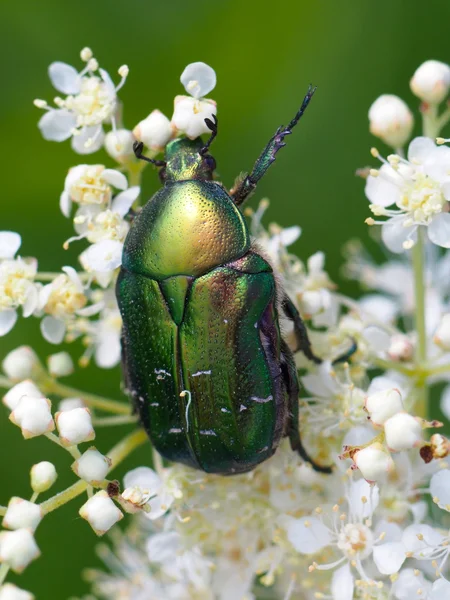 bir çiçek üzerinde Chafer böceği