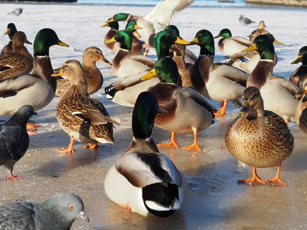 Canards sur le lac en hiver — Photo