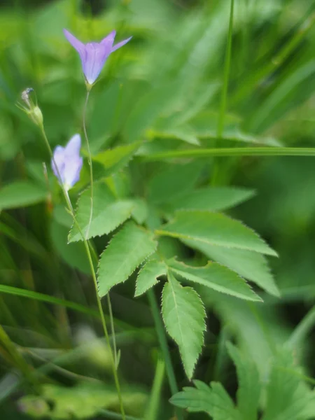 Plants in the forest — Stock Photo, Image