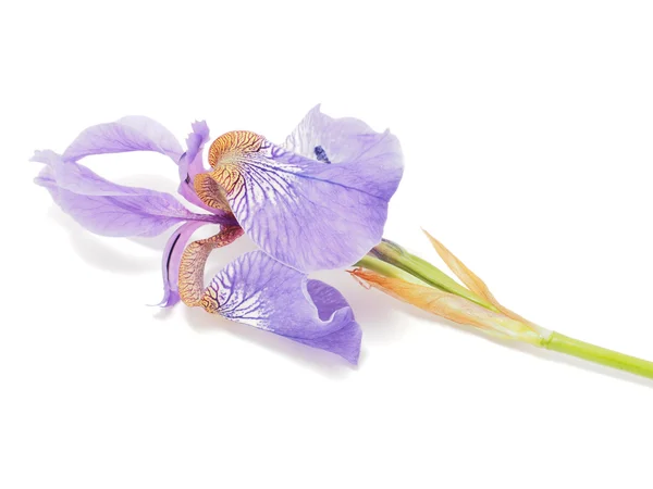 Beyaz zemin üzerinde mavi iris — Stok fotoğraf