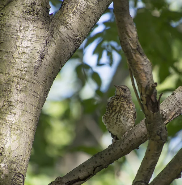 Merel op een boom — Stockfoto