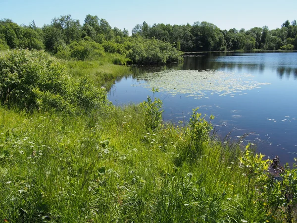 Lago in estate — Foto Stock