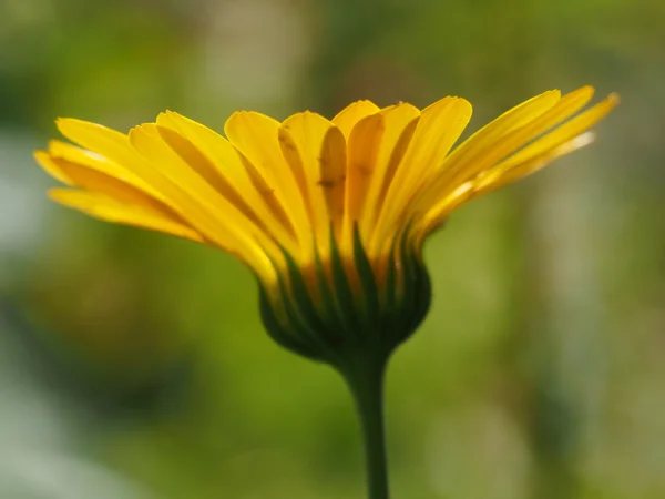 Ringblomma — Stockfoto