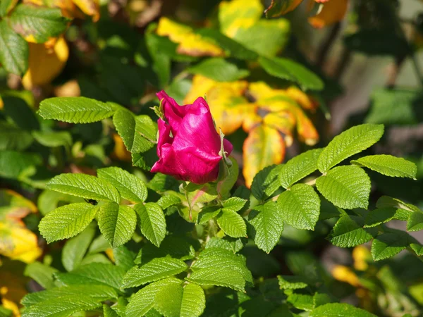 Rosa de perro (Rosa canina) flor —  Fotos de Stock