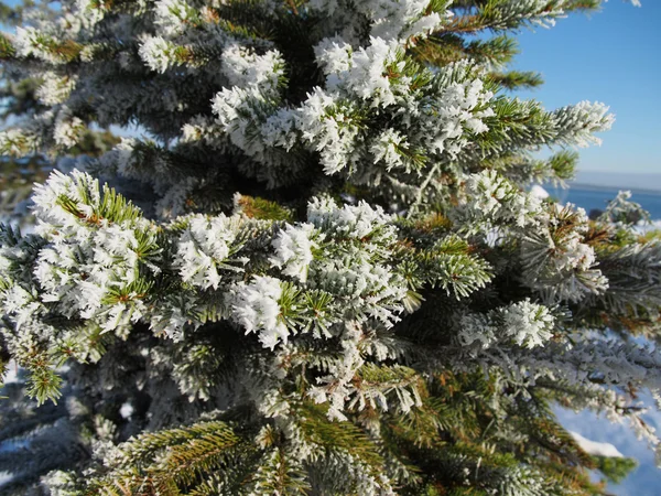 Spruce twig in the snow — Stock Photo, Image