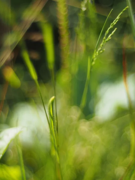 Gras im Sommerwald — Stockfoto