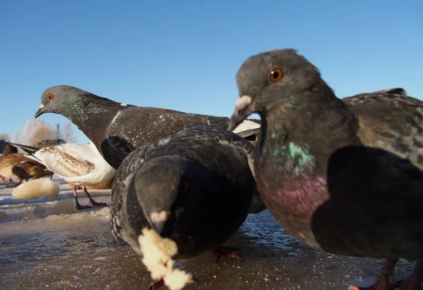冬の湖の上の鳥 — ストック写真
