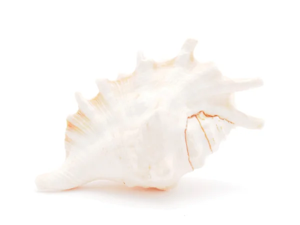 Muszla morska izolowana na białym — Zdjęcie stockowe