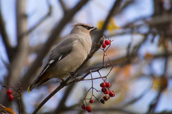 Waxwing — Stock fotografie