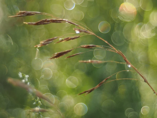 Pflanzen im Wald — Stockfoto