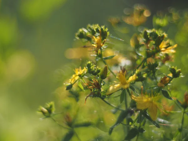 一枝黄花 — 图库照片
