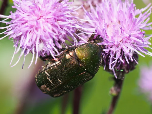 Chafer beetle on a flower — Stock Photo, Image