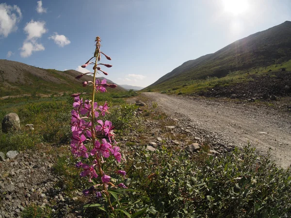 Fireweed květina v horách — Stock fotografie