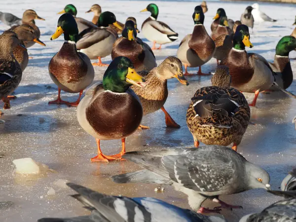 Vogels op het meer in de winter — Stockfoto
