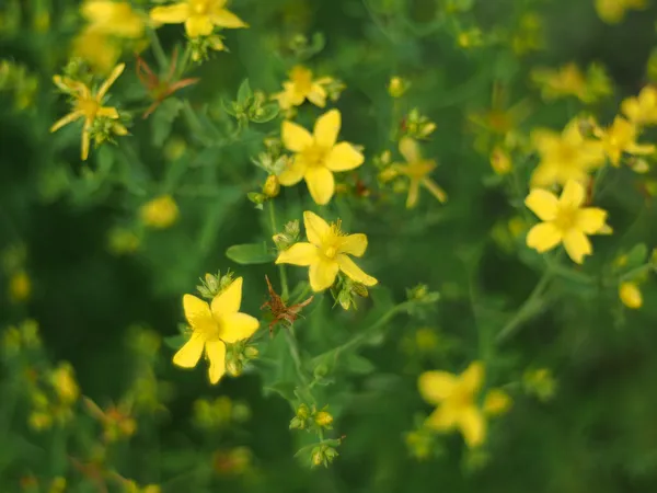 Hypericum perforatum — Stok fotoğraf