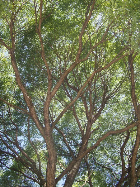 Stamm des Baumes — Stockfoto