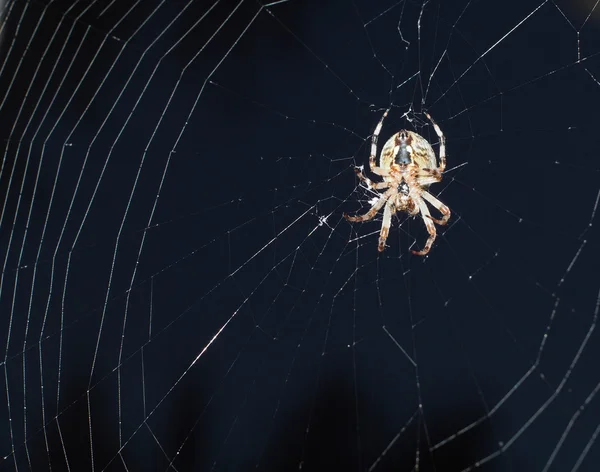 Spindel på nätet — Stockfoto