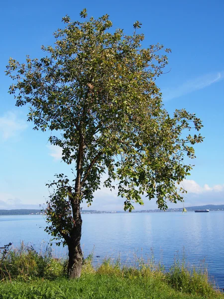 Tree by the lake — Stock Photo, Image