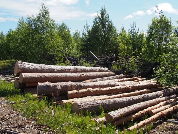 Древесина на дороге — стоковое фото