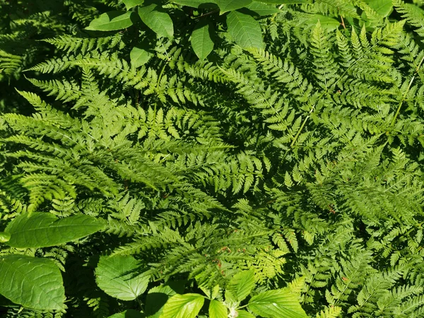 Pflanzen im Wald — Stockfoto