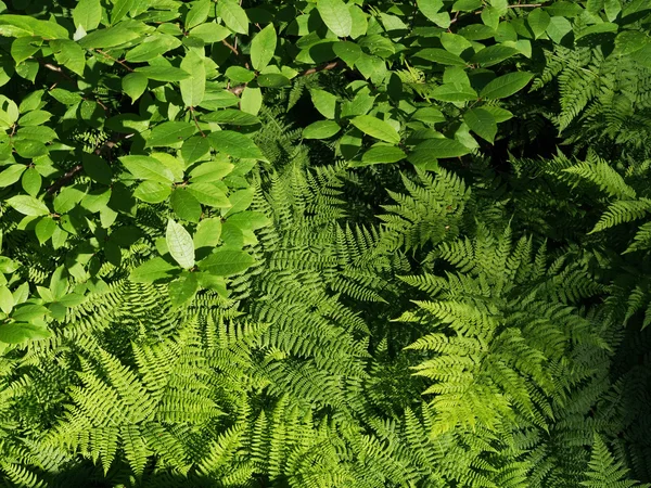 Рослини в лісі — стокове фото