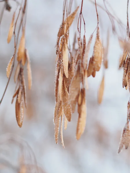 Семена ясеня на ветвях зимой — стоковое фото