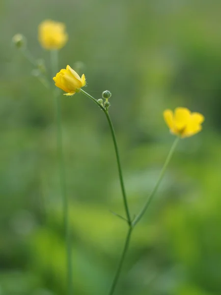 Smørblomst - Stock-foto