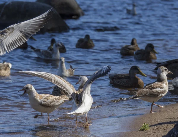 Gaviota voladora — Foto de Stock