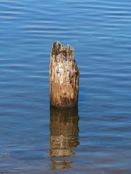 Old piles in the lake Stock Picture