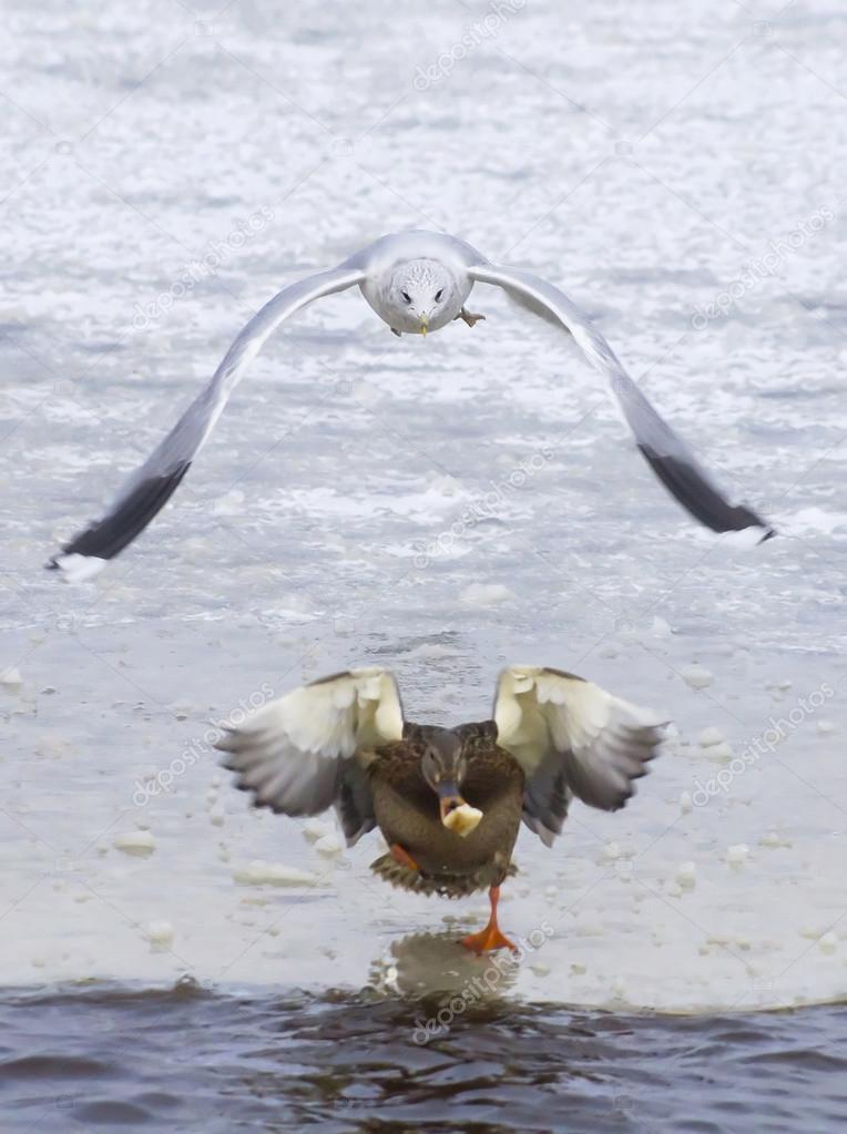 gull chasing a duck
