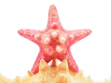 beyaz arkaplanda denizyıldızı