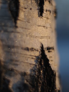 huş ağacı kabuğu