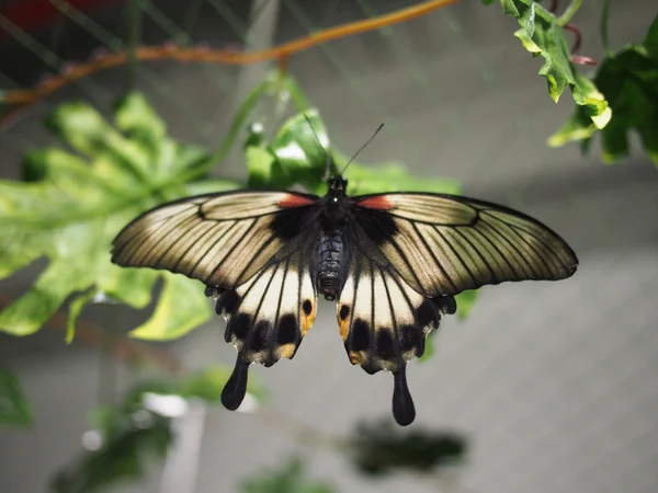 Tropical butterfly — Stock Photo, Image