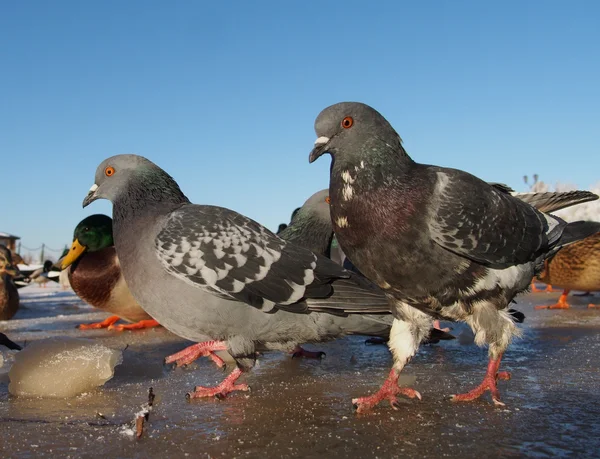Vögel auf dem See im Winter — Stockfoto